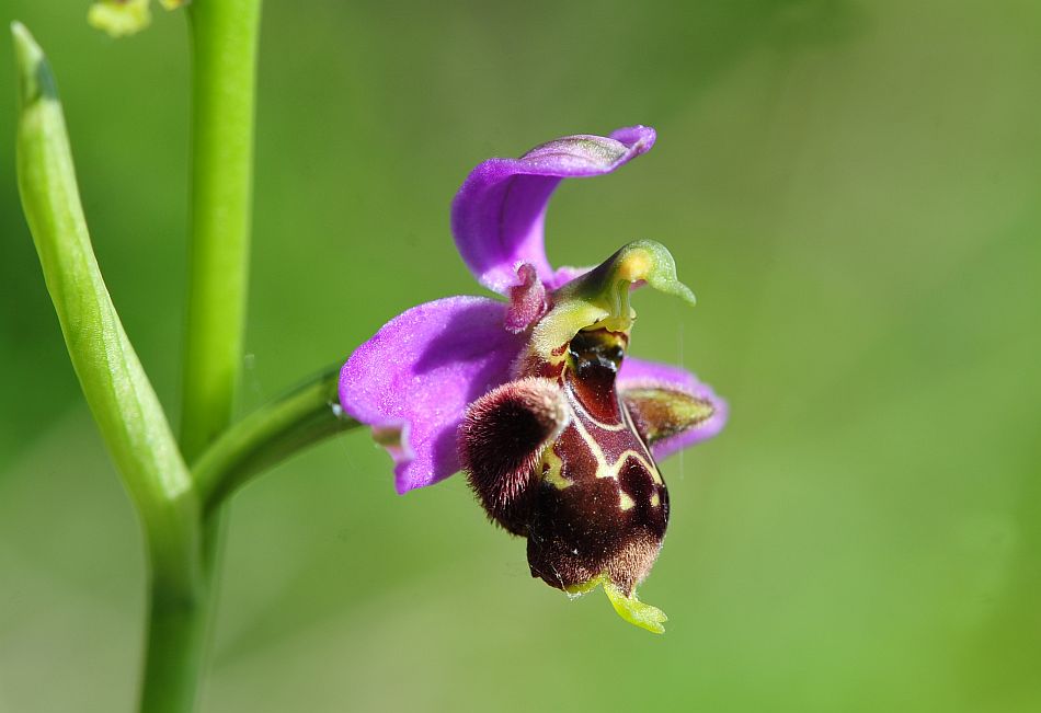 Ophrys molisane